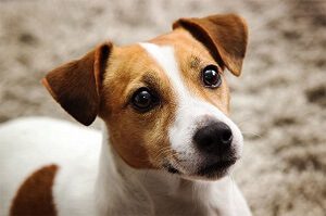 Jack Russell Terrier Face