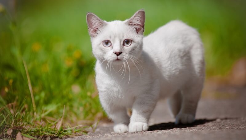 Interesting facts About Munchkin Cats 2 Munchkin Cat Facts