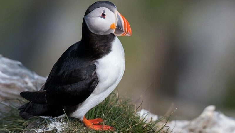 Puffin Bird