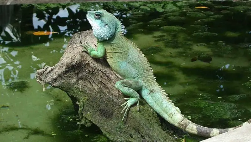 Asian Water Dragon Pet