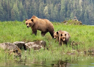 Bear And Cubs