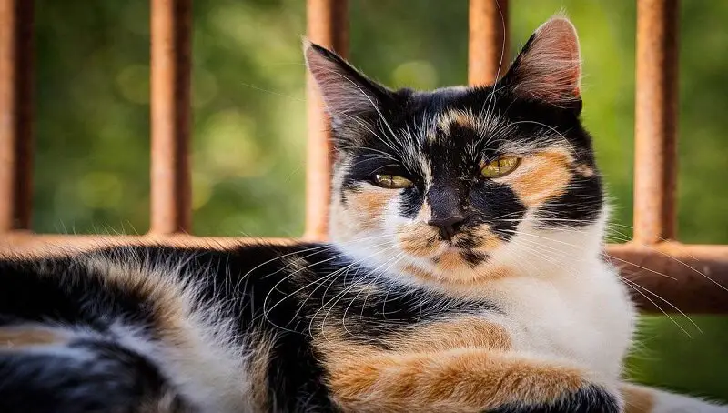 Beautiful Calico