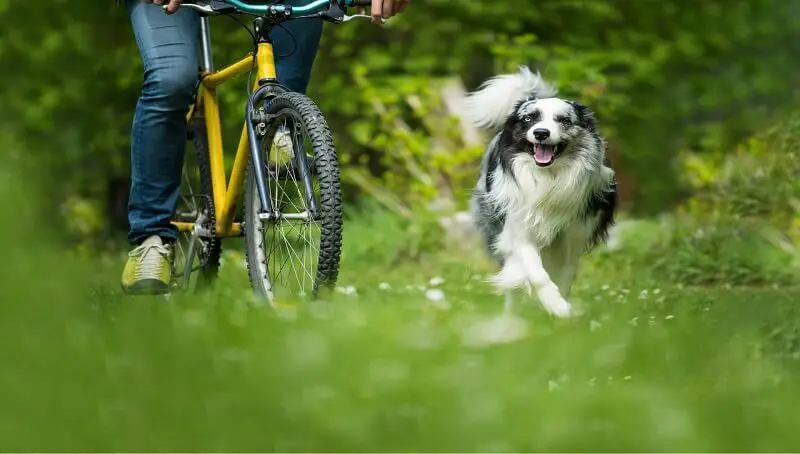 Biking Dog