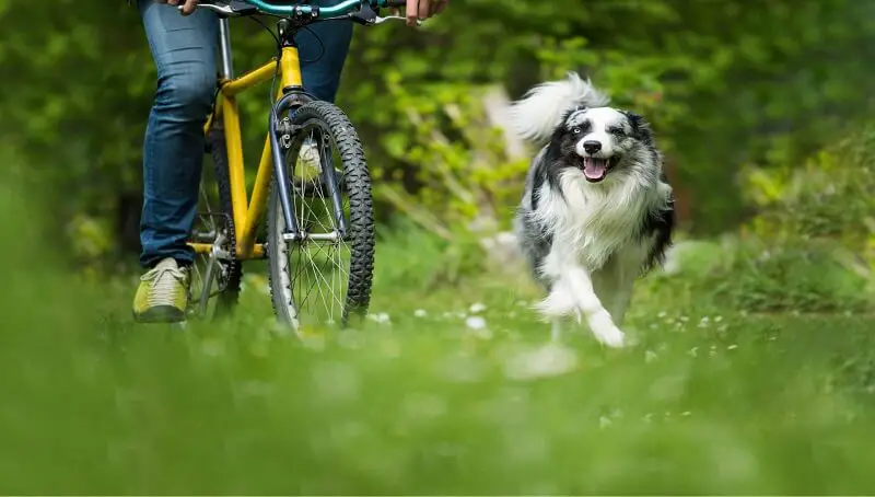 Dogs and Biking; What You Should Consider for A Safe Ride 3 Biking Dog