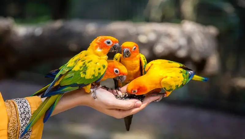 Foods That Are Toxic To Pet Birds 3 Birds Eating