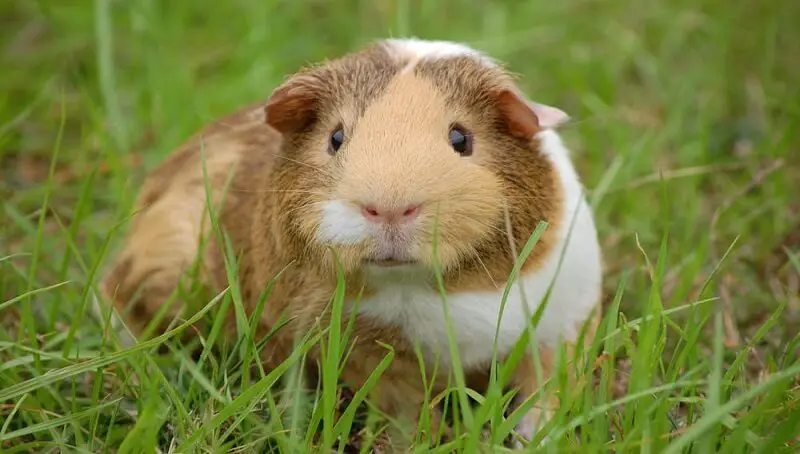 Calcium Deficiency in Guinea Pigs 3 Calcium In Guinea Pig