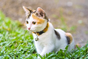 Calico Kitten