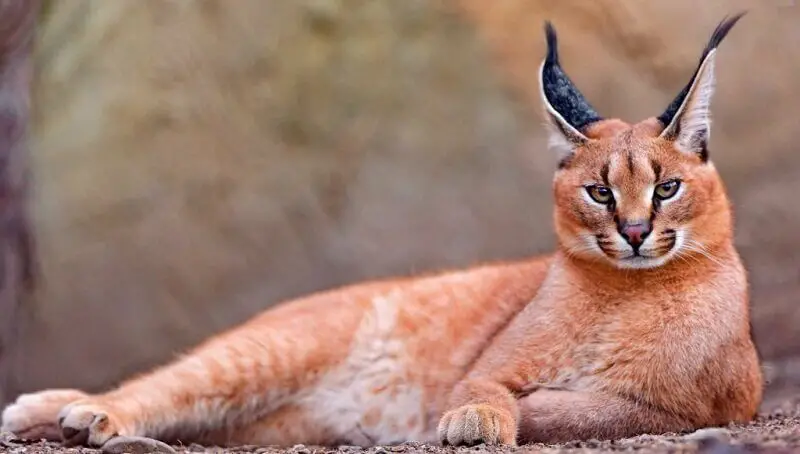 Caracal Caracal