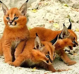 Caracal Kittens