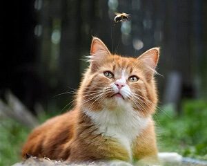 Cat And A Fly
