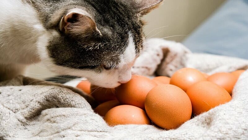 Cat And Eggs