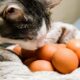 Cat And Eggs
