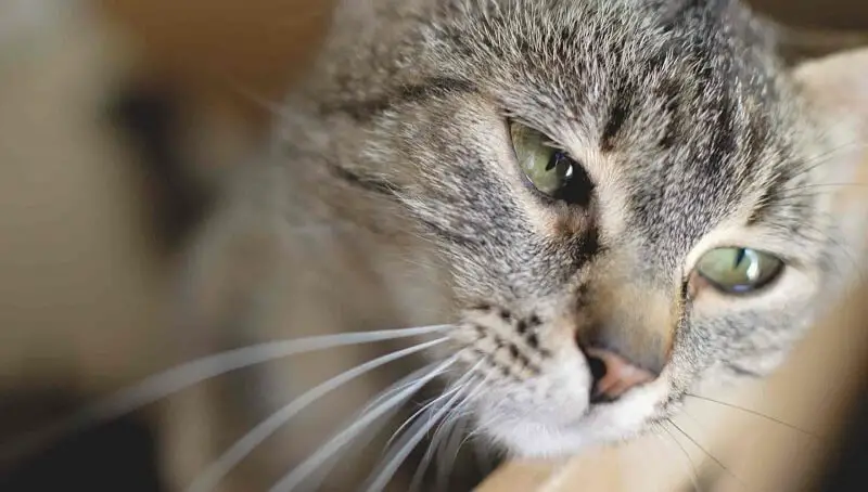 Can Cats Cry? 2 Cat Cries