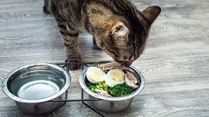 Cat Eats Egg