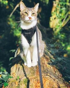 Cat In Harness