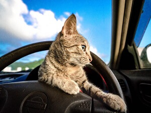 Cat In The Car