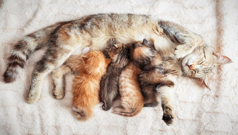 Cat And Kittens