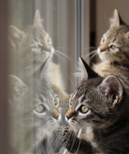 Cat Reflection