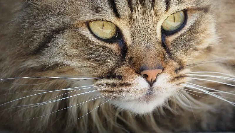 Why Do Cats Have Whiskers? 4 Cat Whiskers
