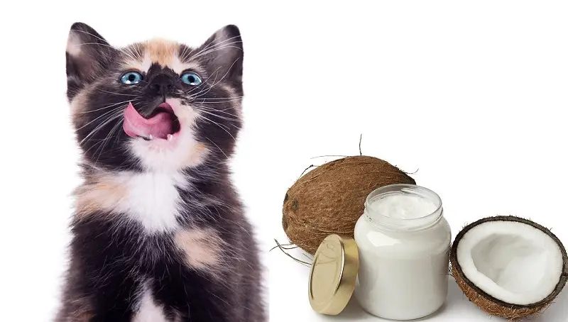 Coconut Oil In Cats