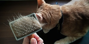Combing Excessive Hair In Cats