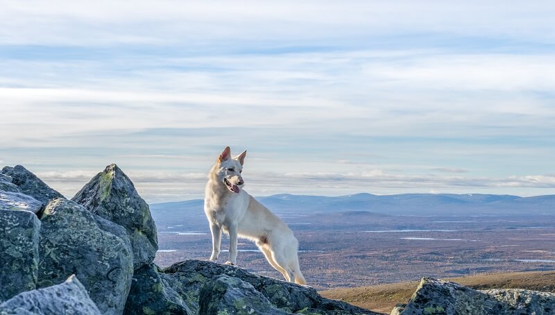 Dog On The Mountain