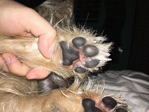 Dog Paw