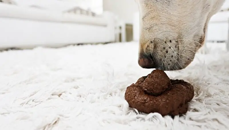 Dog Smelling A Poop