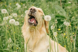 Dog Sneezing