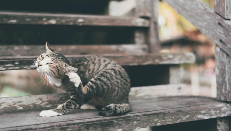 How To Recognize And Treat Fleas In Cats 2 Fleas In Cats