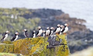 Flock Of Puffins