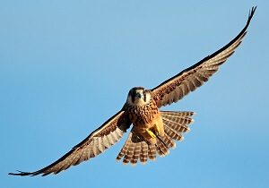 Flying Falcon