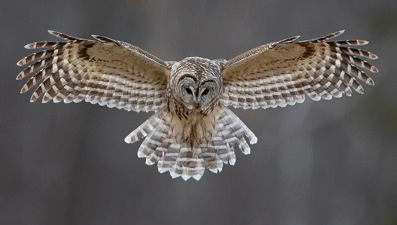 Flying Owl