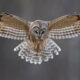 Flying Owl