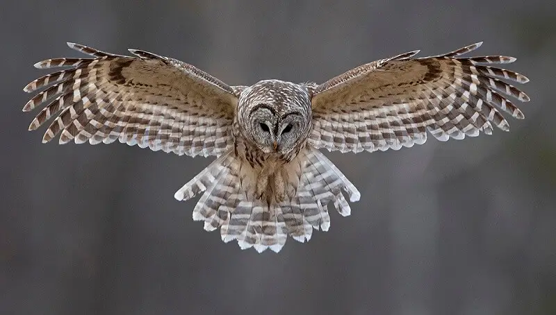 Owls Or Little Owls As Pets – All You Need To Know 3 Flying Owl