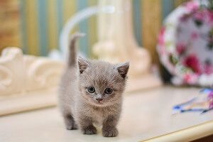 Gray Munchkin Kitten