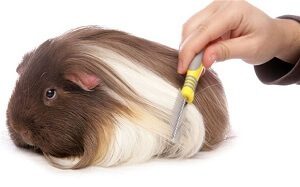 Grooming A Guinea