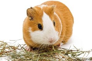 Guinea Pig Eating Hay