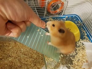 Hamster Eating
