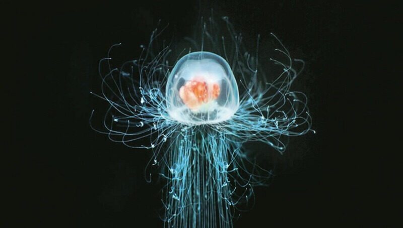 Immortal Jellyfish