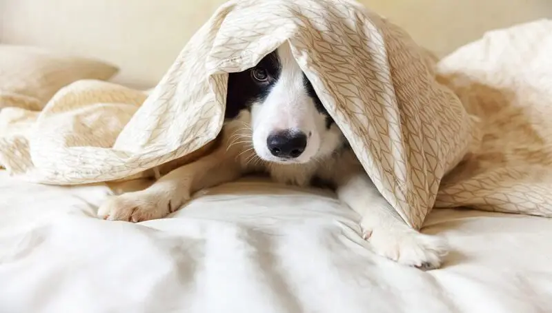 Can Dogs Have Insomnia? 3 Insomnia In Dogs