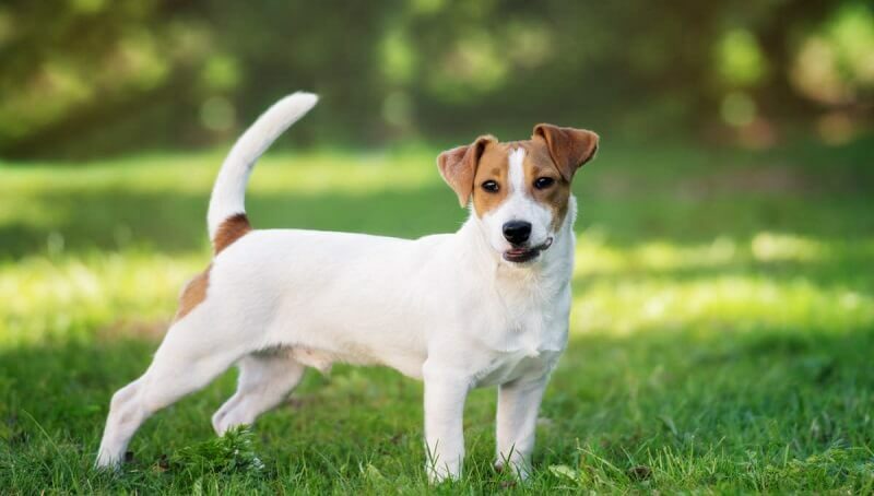 Jack Russell Terrier Myths