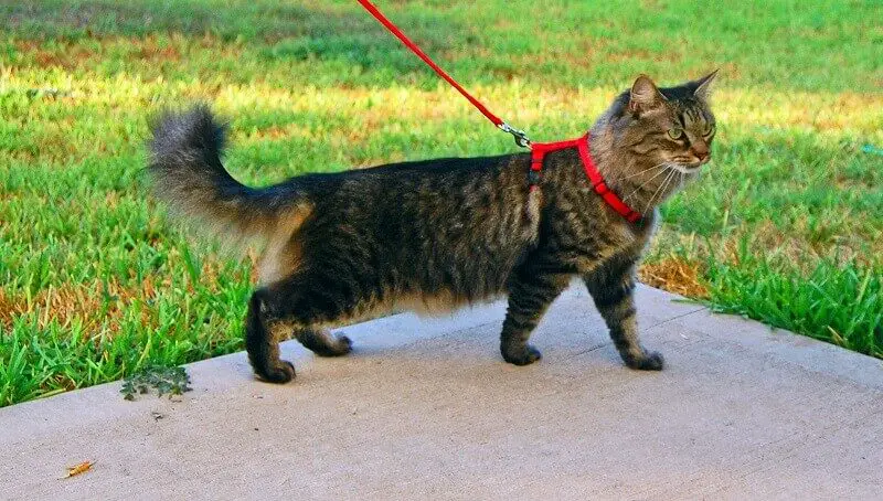 How to leash train your cat 4 Leash Walk Training