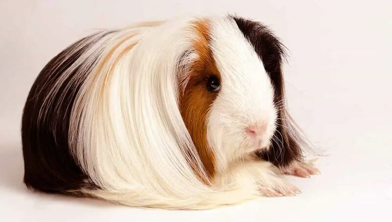 Long Haired Guinea