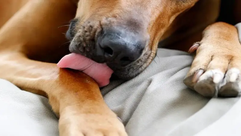 Why Do Dogs Lick Their Paws? 3 Paw Licking