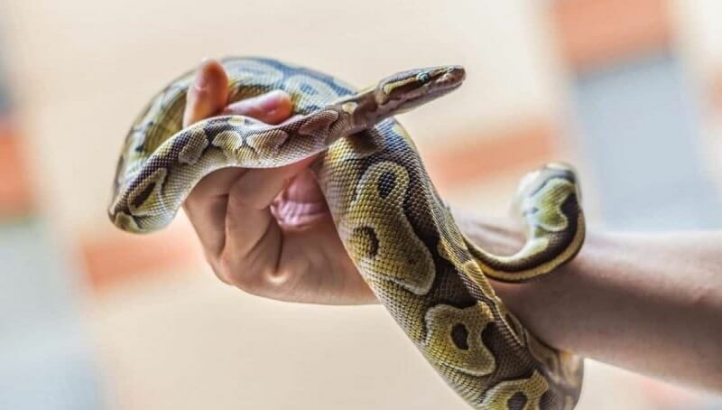 What Do Pet Snakes Eat? 4 Pet Snake