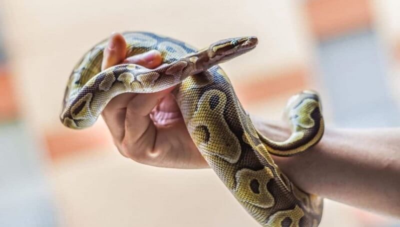 What Do Pet Snakes Eat? 3 Pet Snake