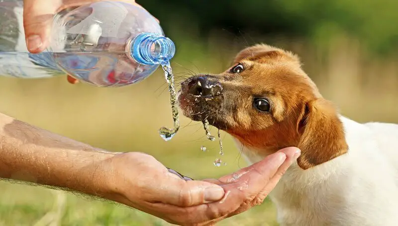 Pup-Dehydration