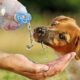 Pup-Dehydration