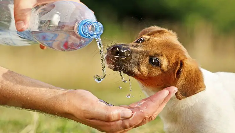 How Can You Tell if Your Puppy Is Dehydrated? Signs and Causes 2 Pup-Dehydration